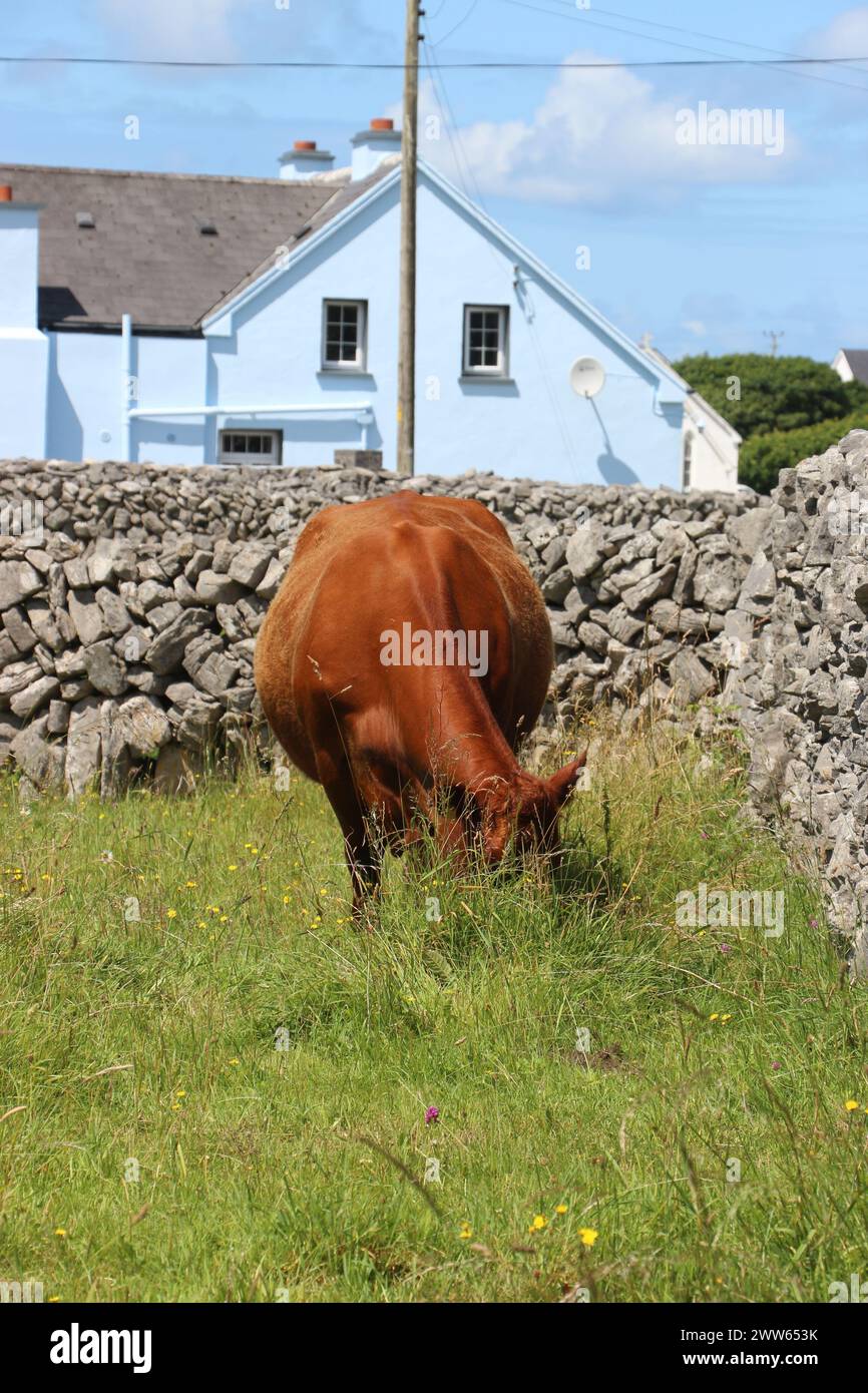 Una mucca sta mangiando erba in un campo agricolo sull'Inis Oirr. Cattura lo splendido ambiente agricolo creato dagli abitanti. Foto Stock