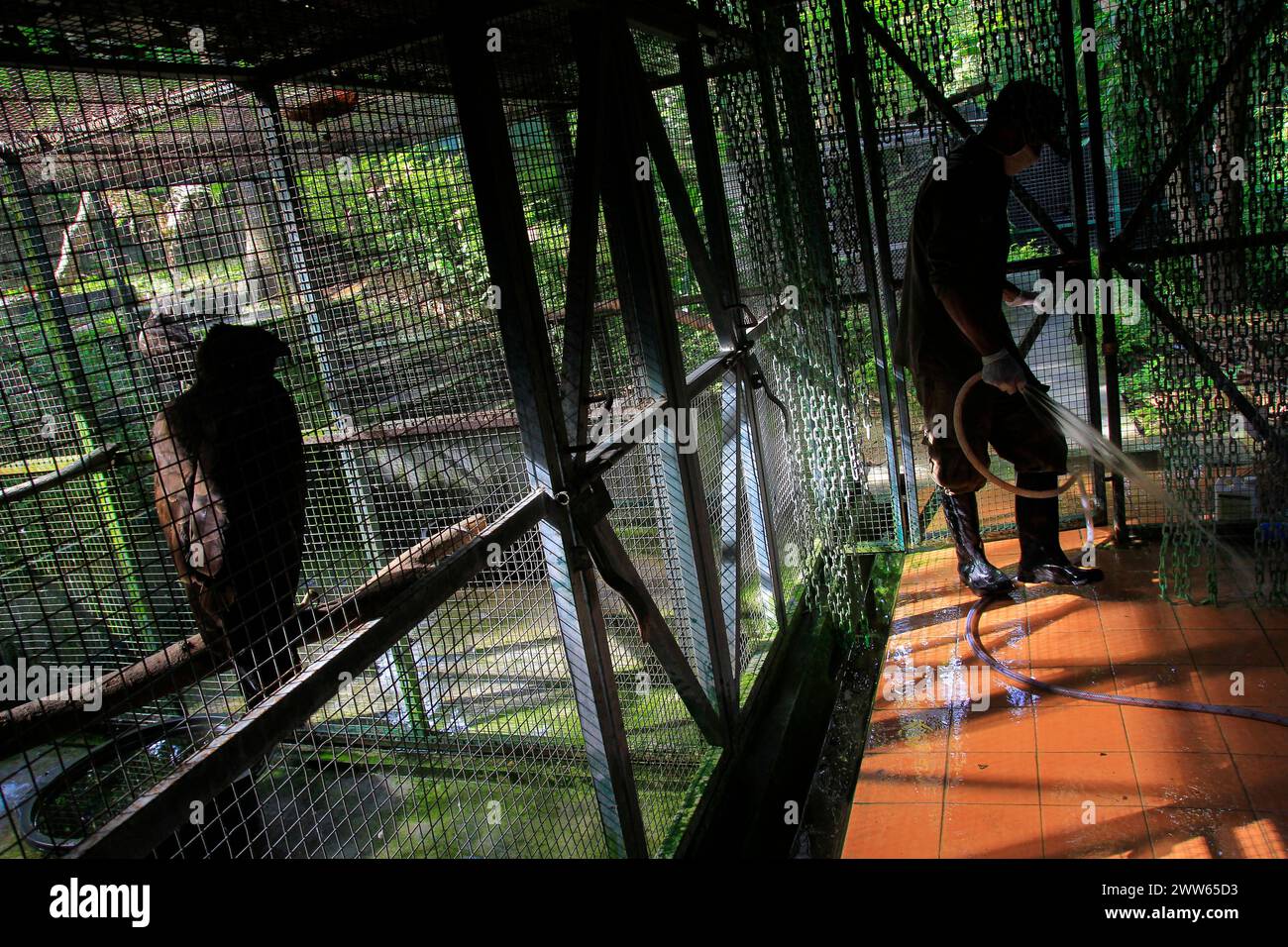 I custodi degli animali effettuano gabbie di pulizia di routine nell'area recintata dell'aquila presso il Wildlife Rescue Center. Foto Stock