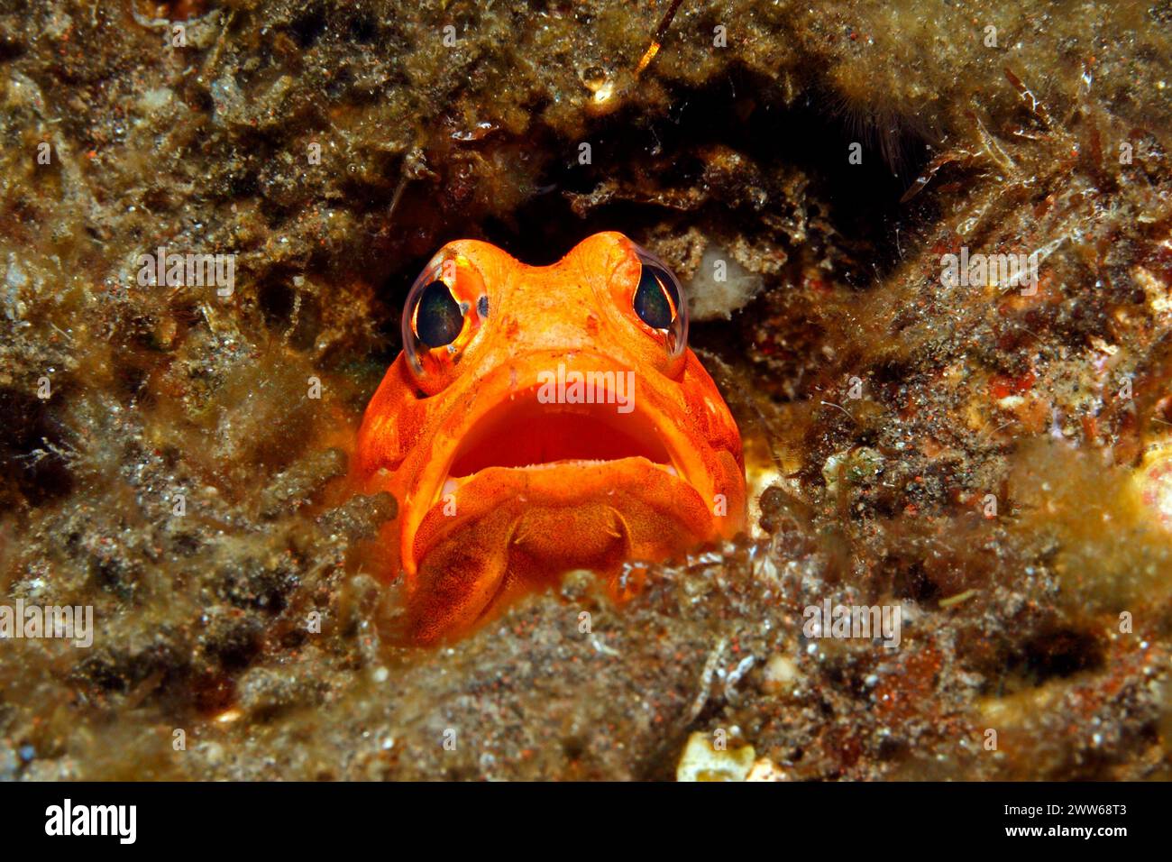 Variabile Jawfish, Opistognathus variabilis. Le femmine di questa specie diventano arancioni durante il corteggiamento, hanno la bocca aperta. Tulamben, Bali, Indonesia. Foto Stock