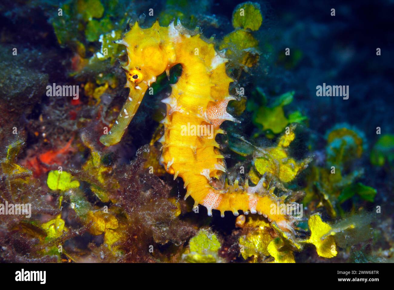 Cavalluccio marino spinoso, noto anche come Spiny Seahorse, Hippocampus histrix. Tulamben, Bali, Indonesia. Foto Stock
