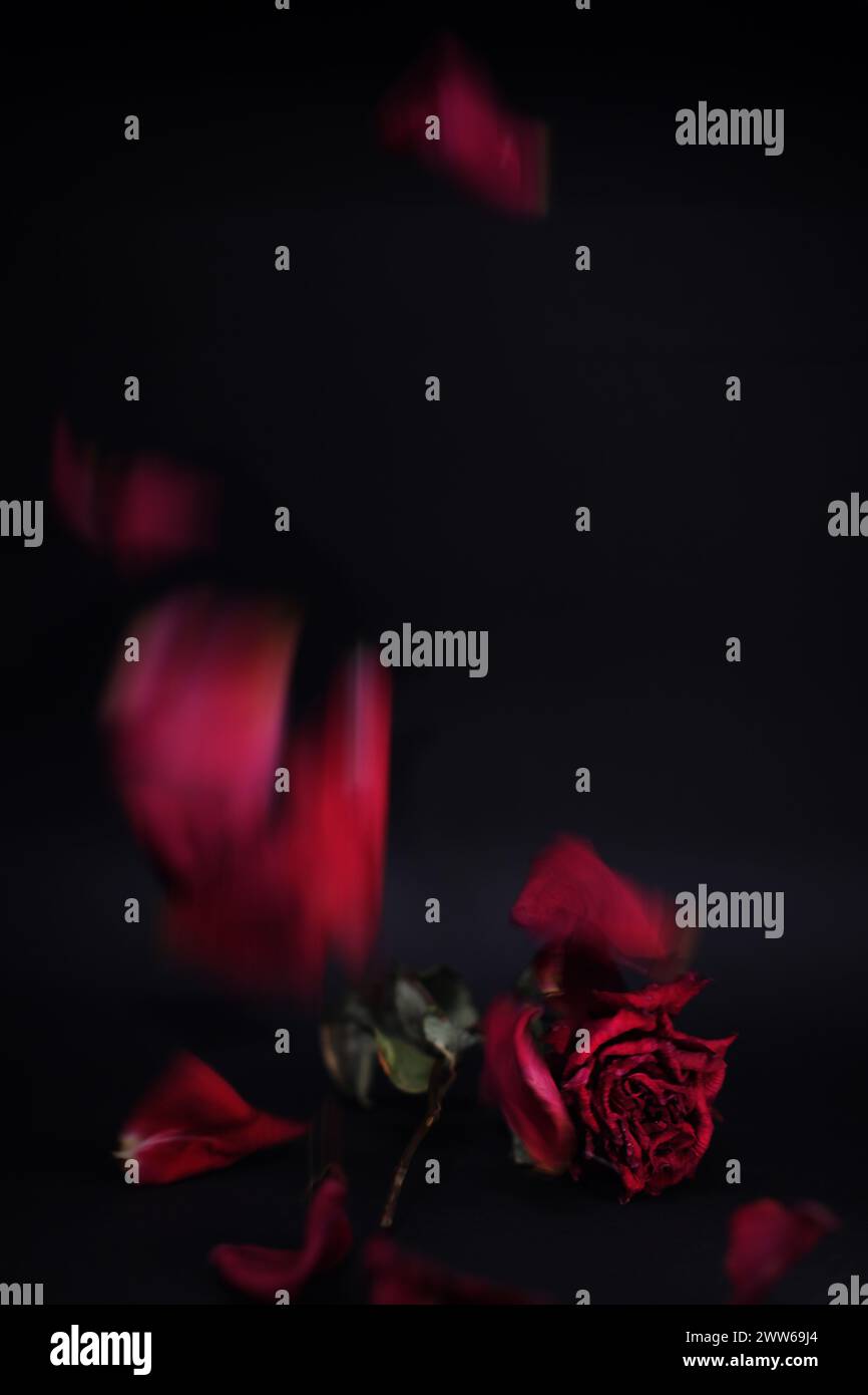 Immagine ravvicinata di un fiore di rosa appassito rosso rubino profondo con petali secchi o secchi che cadono intorno al fiore principale. Sfondo nero. Composizione verticale Foto Stock