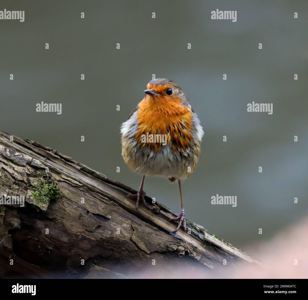 Un uccello Robin siede su un sottile ramo d'albero Foto Stock