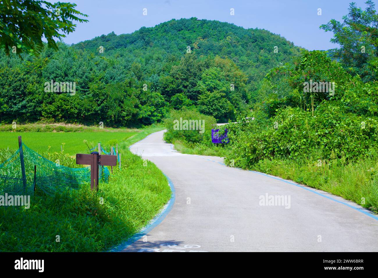 Contea di Goseong, Corea del Sud - 30 luglio 2019: Una tranquilla pista ciclabile, caratterizzata da linee blu vibranti, si snoda attraverso campi lussureggianti e foreste verso Songji la Foto Stock