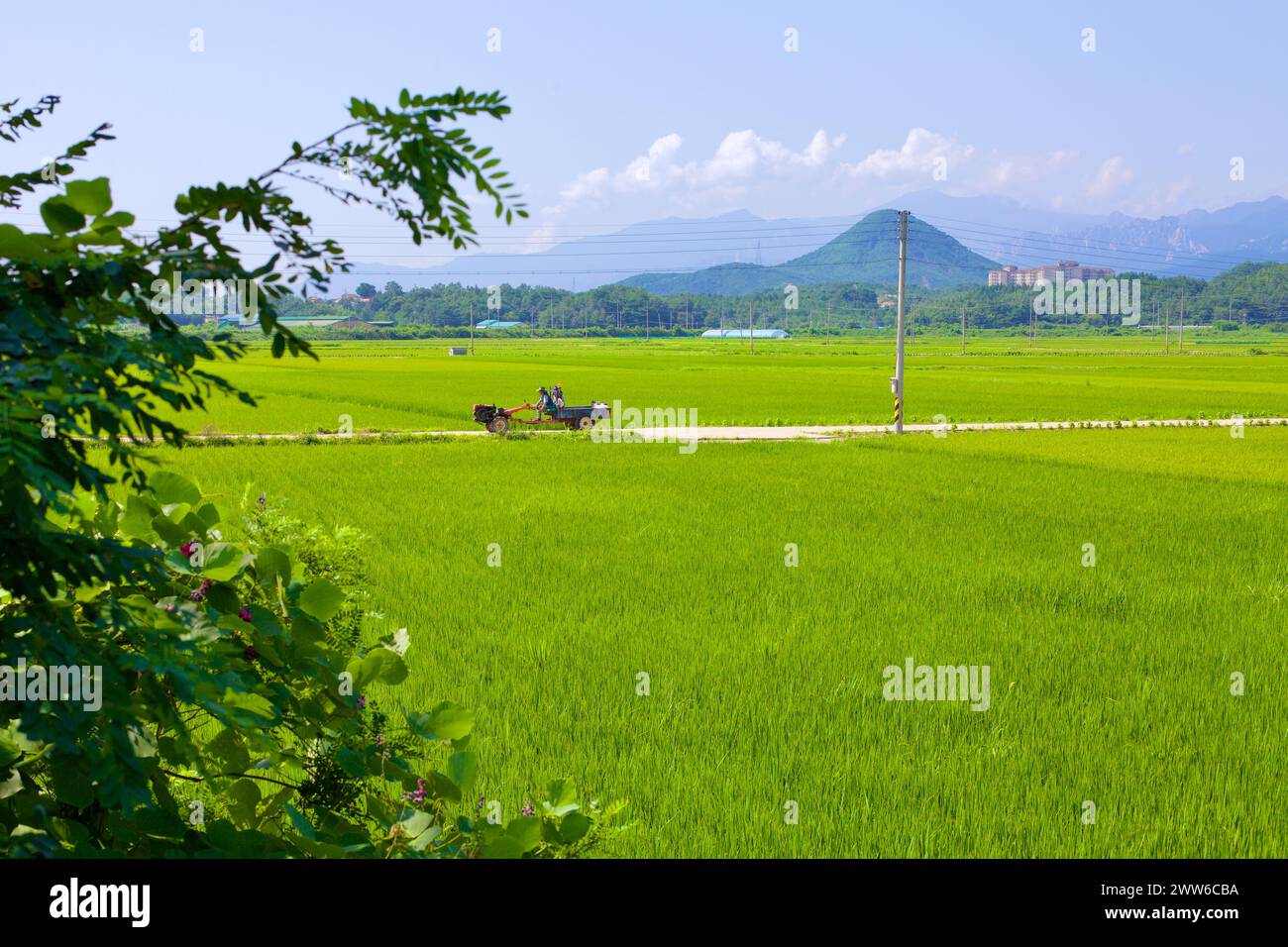 Contea di Goseong, Corea del Sud - 30 luglio 2019: Un agricoltore guida un trattore con un motore sulla parte anteriore lungo strade agricole, in mezzo a vasti campi di maturazione Foto Stock