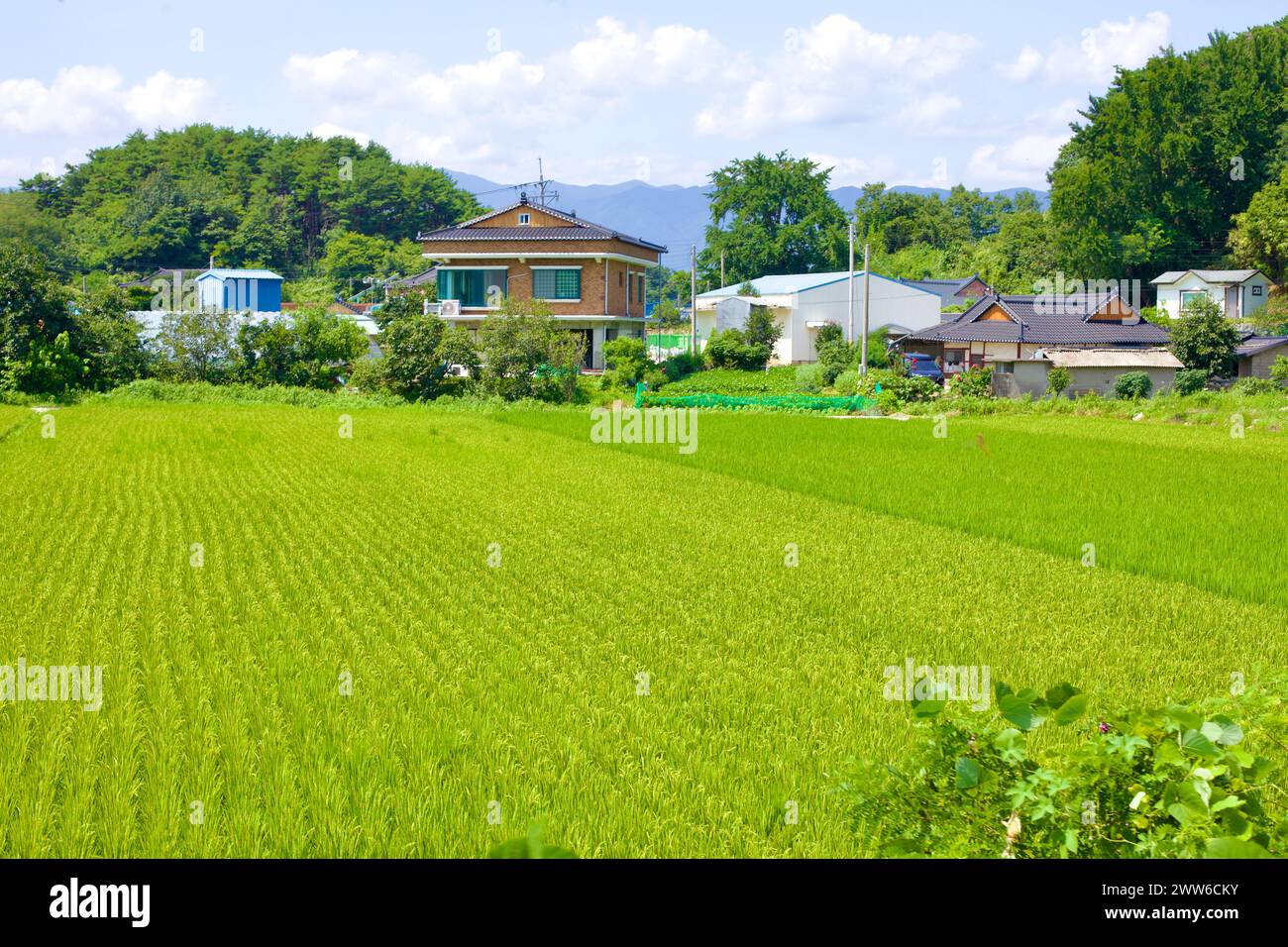 Contea di Goseong, Corea del Sud - 30 luglio 2019: Ampi campi di riso in primo piano conducono a pittoresche fattorie e capannoni, messi contro la serena Foto Stock