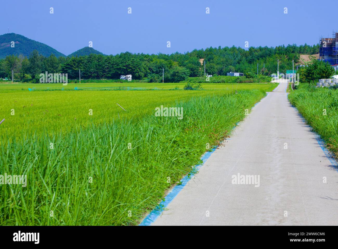 Contea di Goseong, Corea del Sud - 30 luglio 2019: Lussureggianti campi di riso verdi sull'orlo della maturazione si estendono verso l'orizzonte vicino al porto di Oh-ho, con serena atmosfera Foto Stock