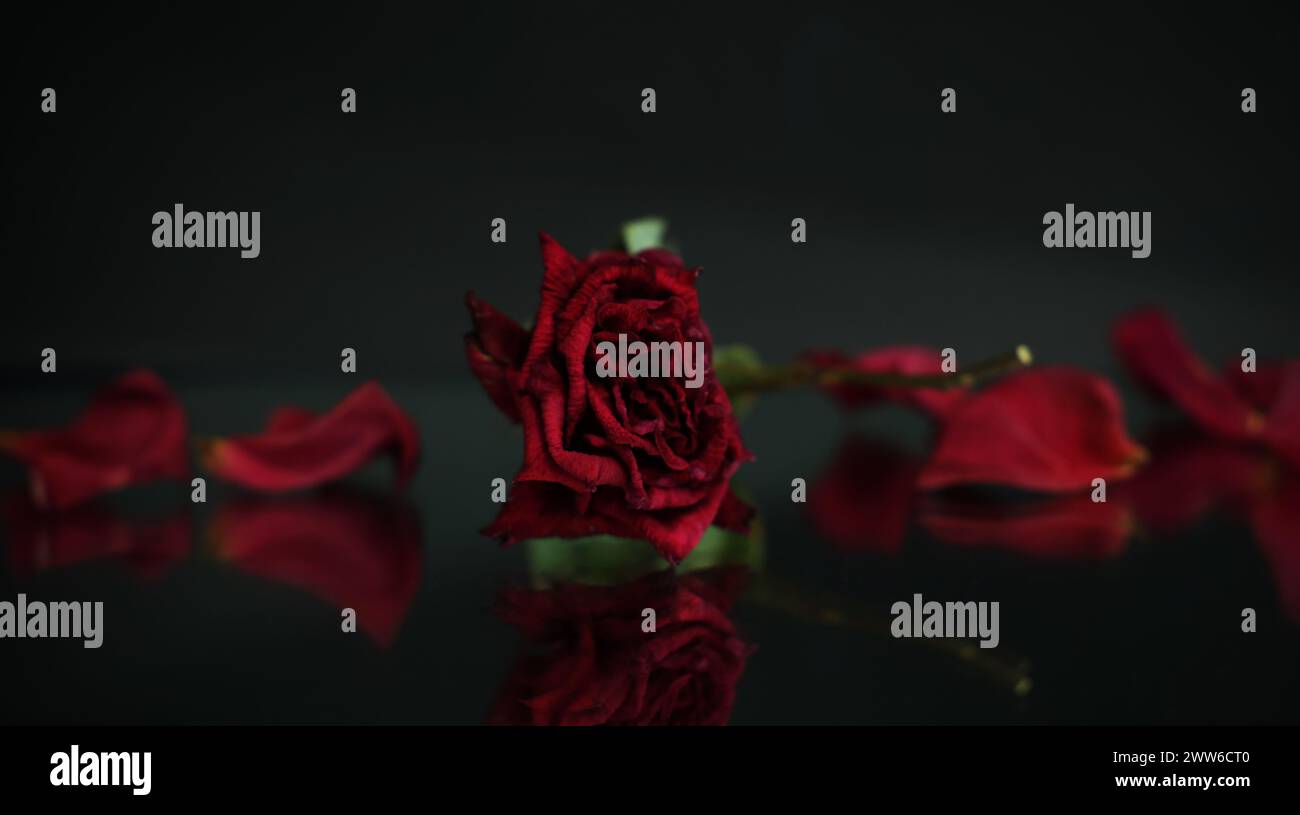 Bellissimo ampio scatto di vecchie rose rosse rubino e petali sparsi in giro, appassenti ma brillanti. Invecchiare con grazia o invecchiare Foto Stock