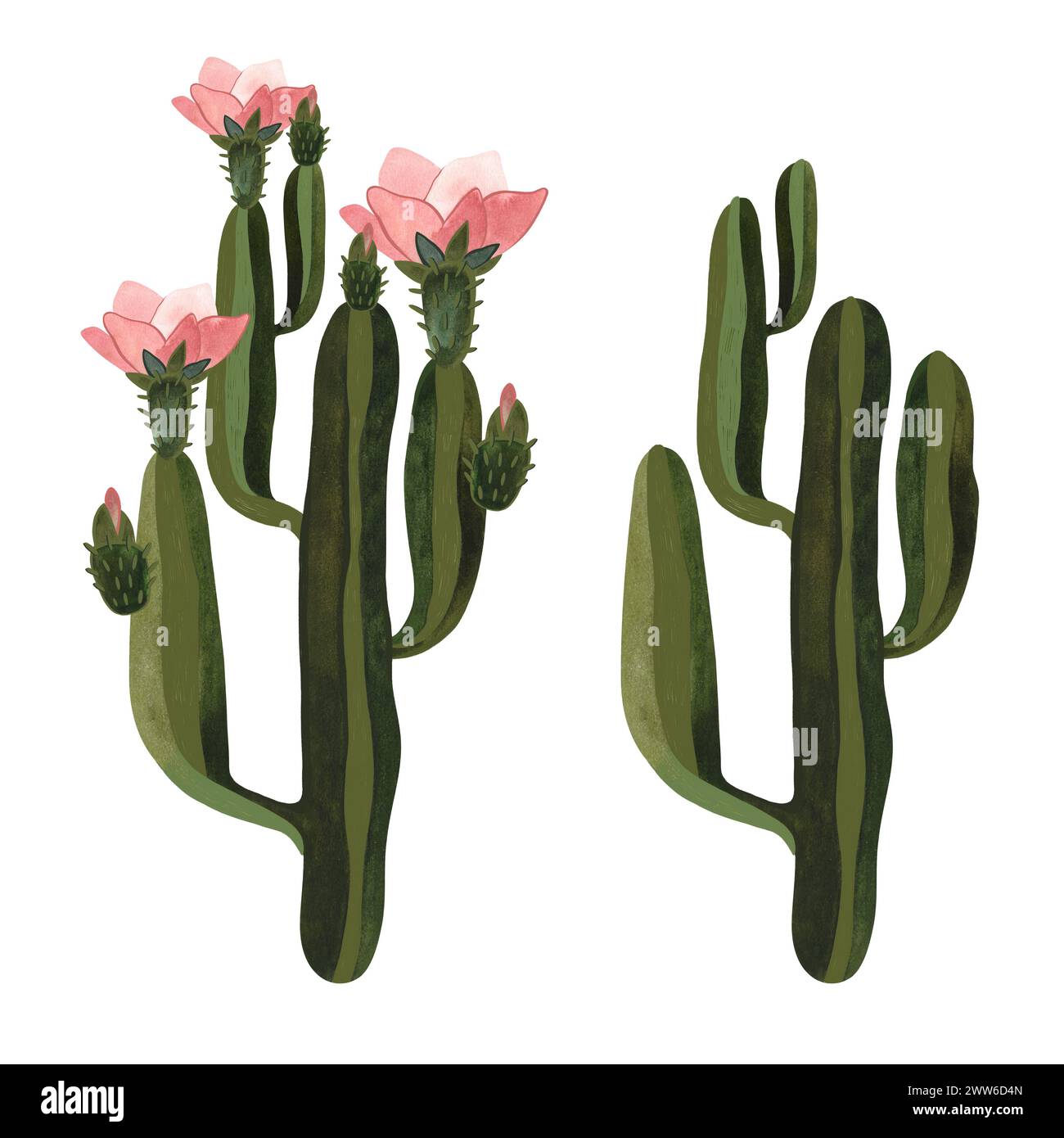 Cactus. Piante per la casa. Floricoltura. Flora del deserto. Illustrazione ad acquerello isolata su sfondo bianco. Clipart. Foto Stock