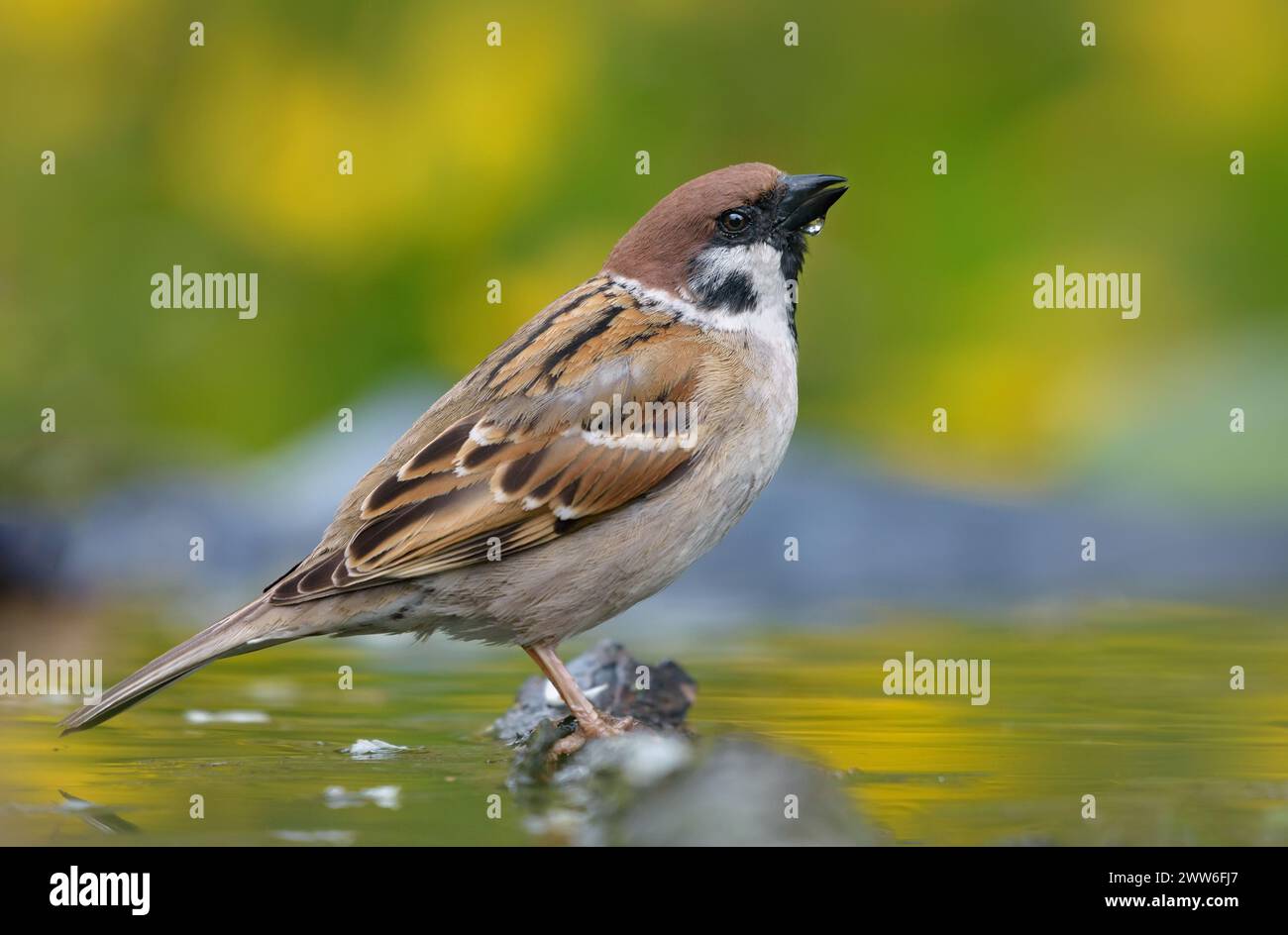 Passero eurasiatico (passer montanus) timido in posa per un buon ritratto su un persico bagnato in acqua Foto Stock