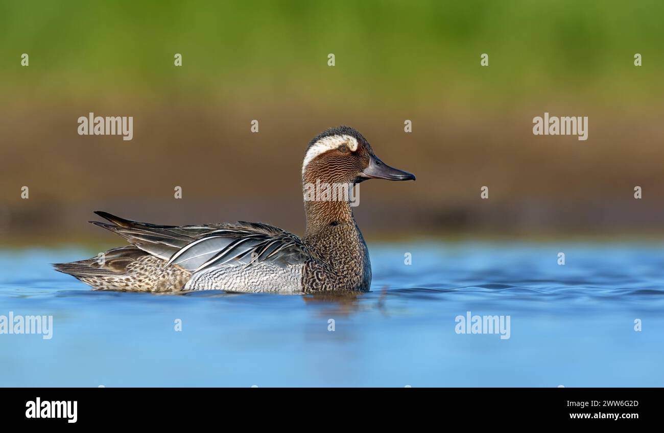 Il soleggiato Garganey maschio (spatola querquedula) nuota su un lago di primavera blu dai colori vivaci al mattino caldo Foto Stock