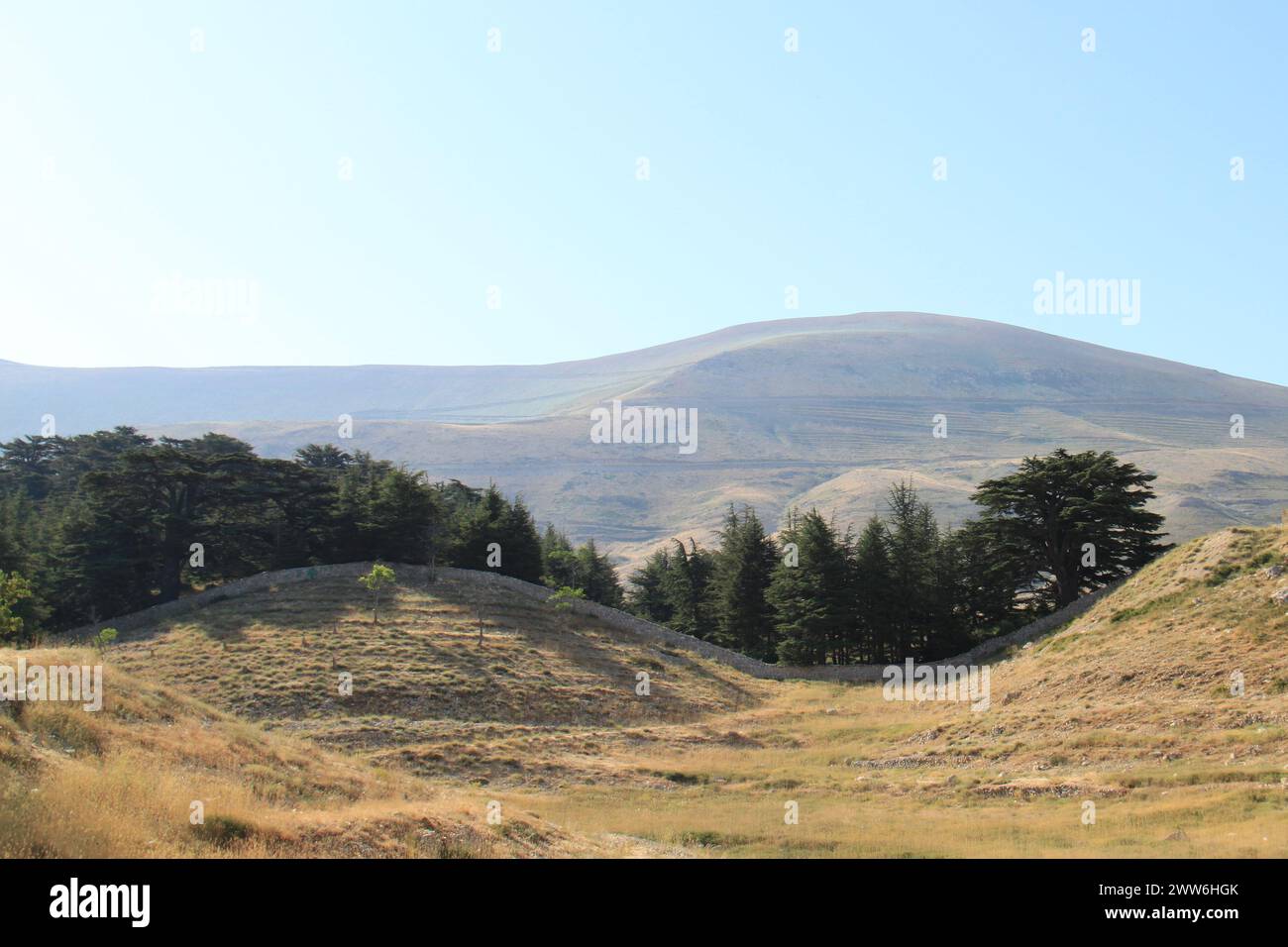 I cedri di Dio foresta in Libano. Foto Stock