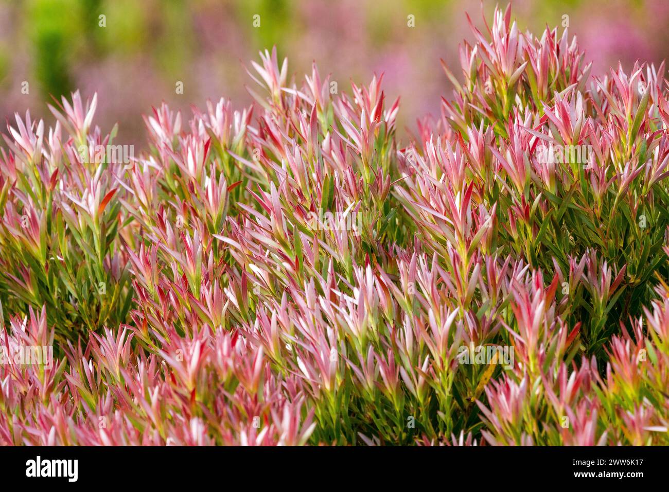 Leucadendron salignum o comune arbusto conegualso al sole con foglie o bratte rosse colorate da vicino nella natura selvaggia del Capo Occidentale, Sud Africa Foto Stock
