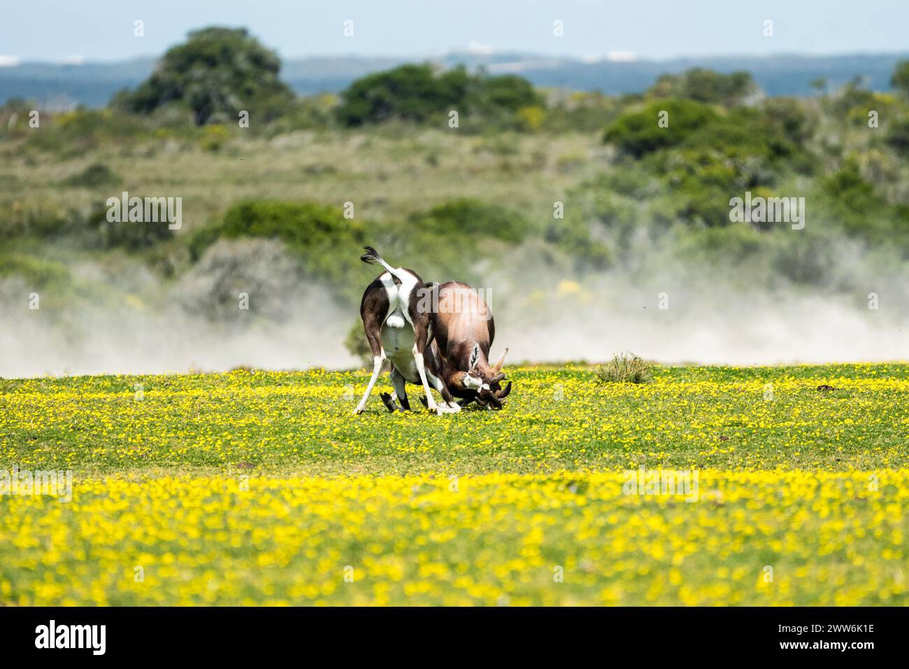 Bontebok (Damaliscus pygargus) antilope si scontrano durante la stagione invernale in primavera nella riserva naturale De Hoop, Capo Occidentale, Sudafrica Foto Stock