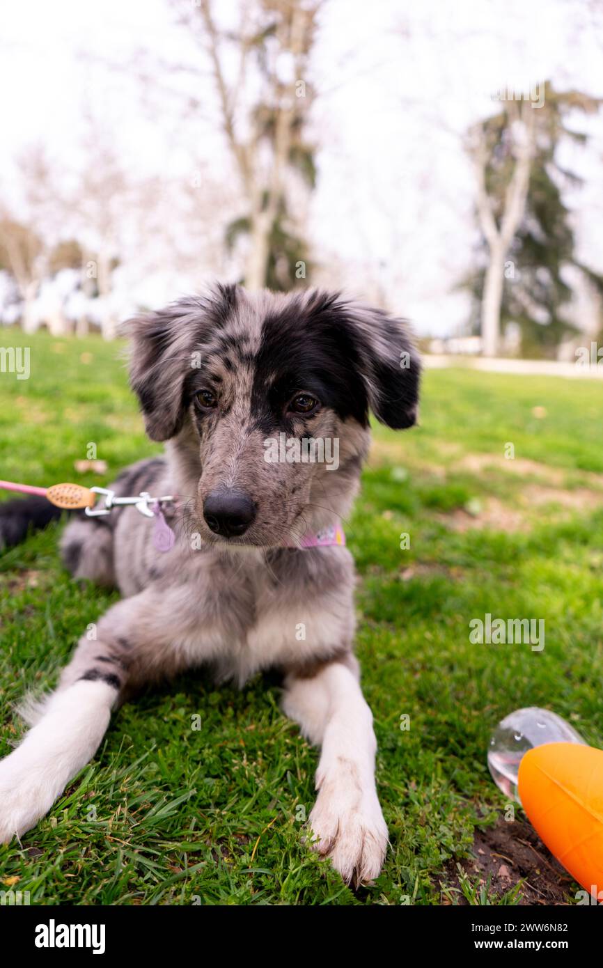 Ritratto di un cane Foto Stock