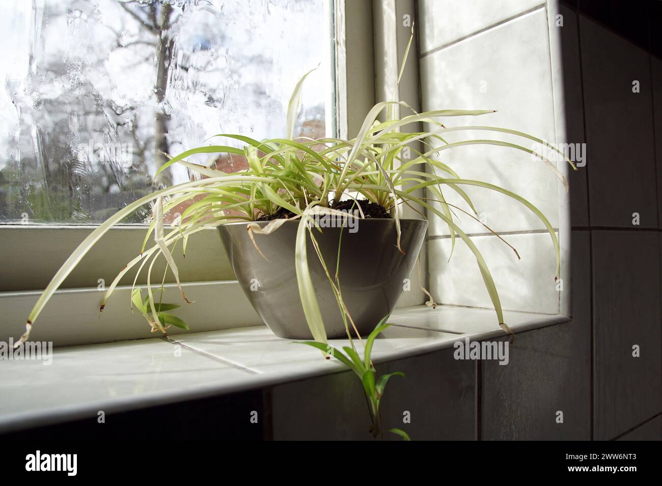 Pianta ragno, Chlorophytum comosum su un davanzale bianco piastrellato di una finestra del bagno. March, Paesi Bassi Foto Stock
