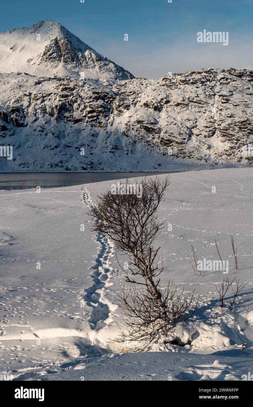 Spiaggia di Lofoten Haukland in inverno, Norvegia Foto Stock