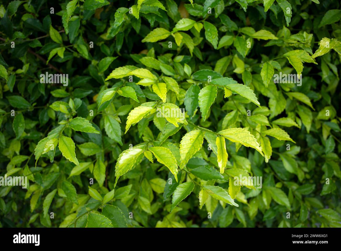 Teh-tehan, Acalypha siamensis o tè della foresta, solitamente usato come siepe e pianta ornamentale. Foto Stock