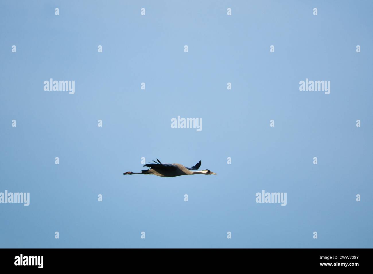 Le gru volano nel cielo blu. Uccelli migratori sul Darss. Foto di fauna selvatica dalla natura in Germania Foto Stock