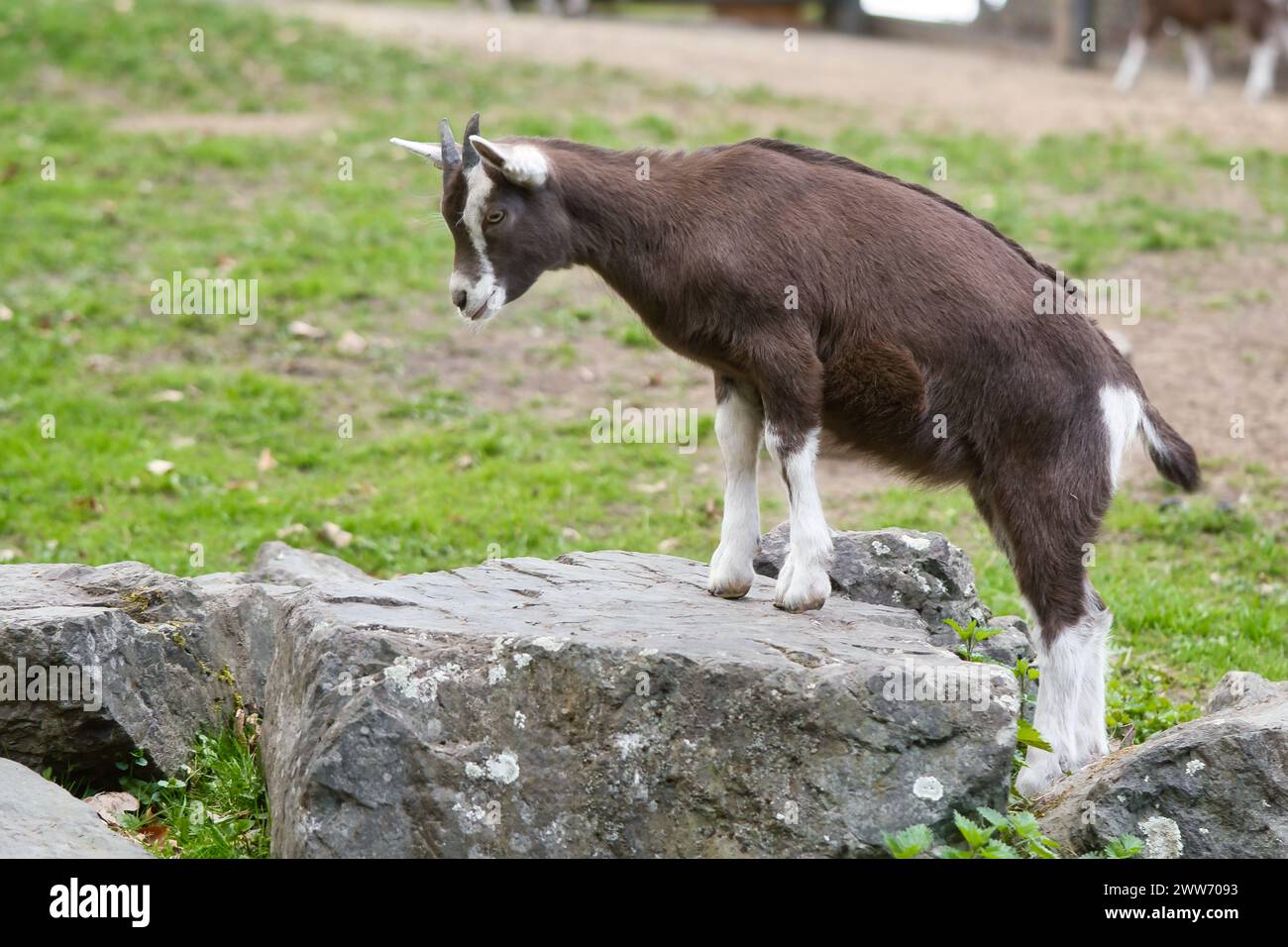 La capra bruna sale su una pietra. Animale da fattoria nell'azienda. Foto di animali Foto Stock