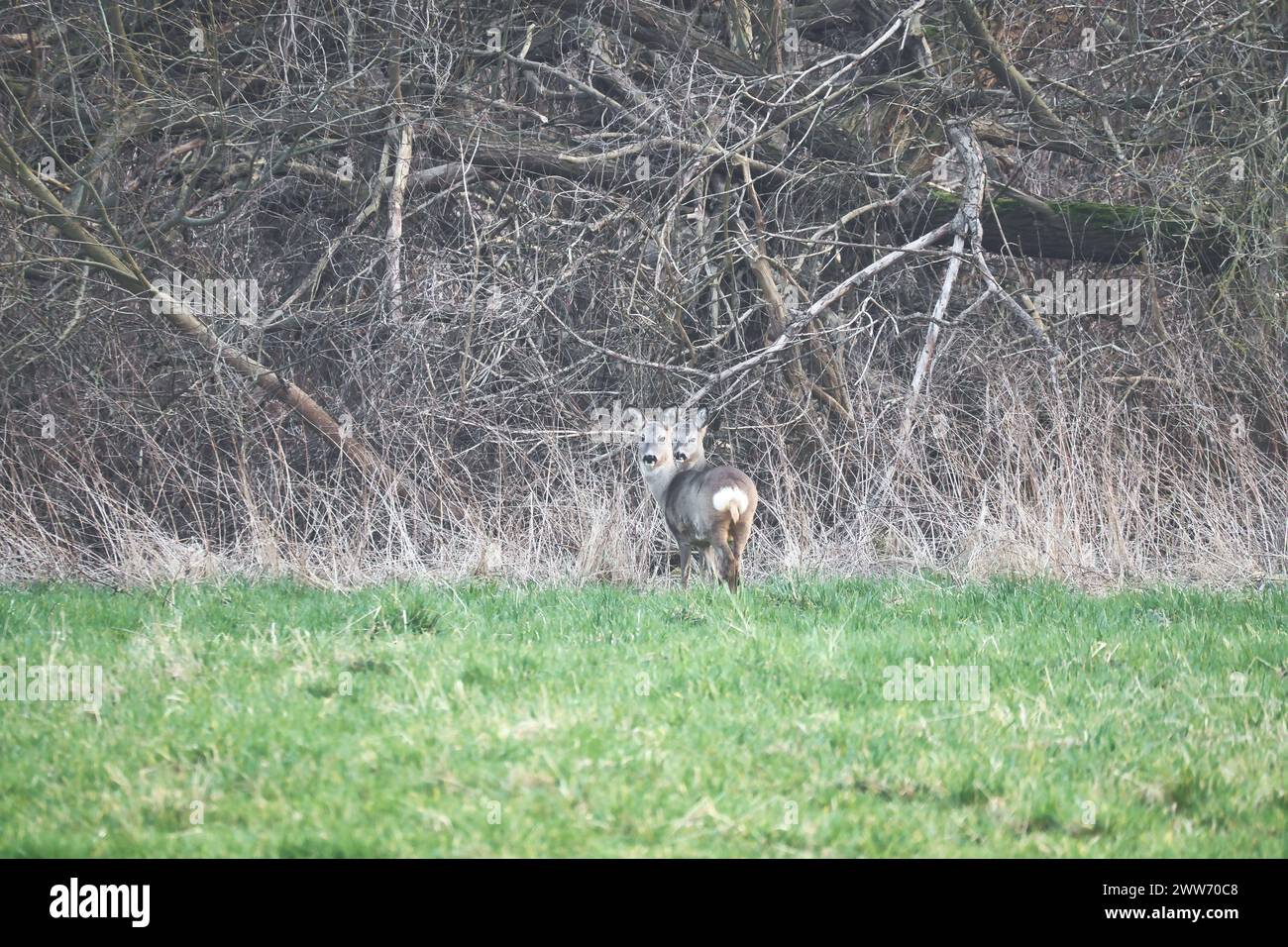 Cervi su un prato, attenti e nutriti. Nascosto tra i cespugli. Foto di animali dalla natura Foto Stock