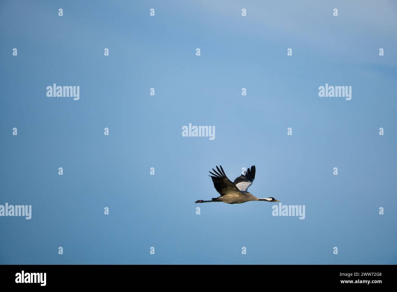 Le gru volano nel cielo blu. Uccelli migratori sul Darss. Foto di fauna selvatica dalla natura in Germania Foto Stock