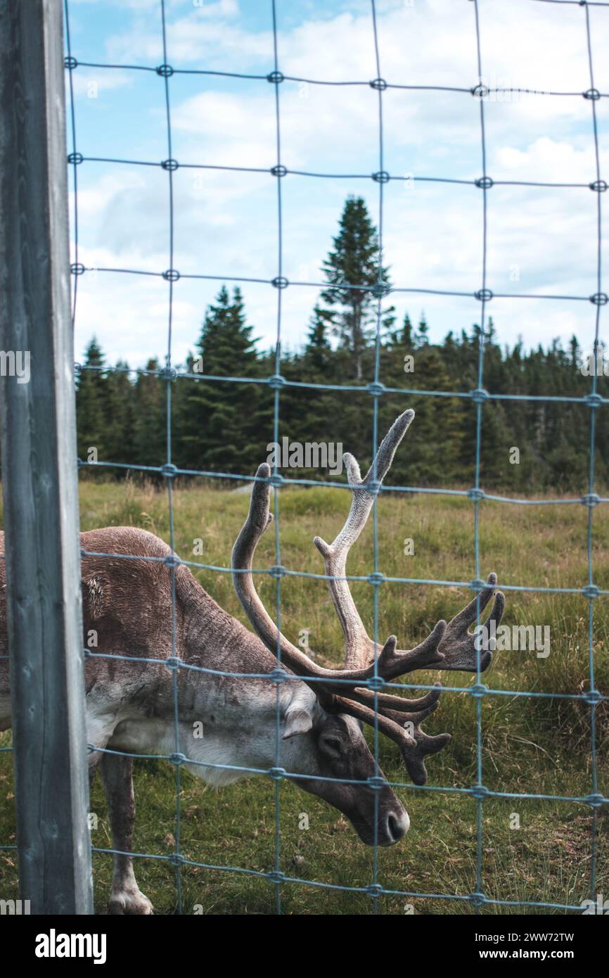 Caribou al Parco naturale Salmonier Foto Stock