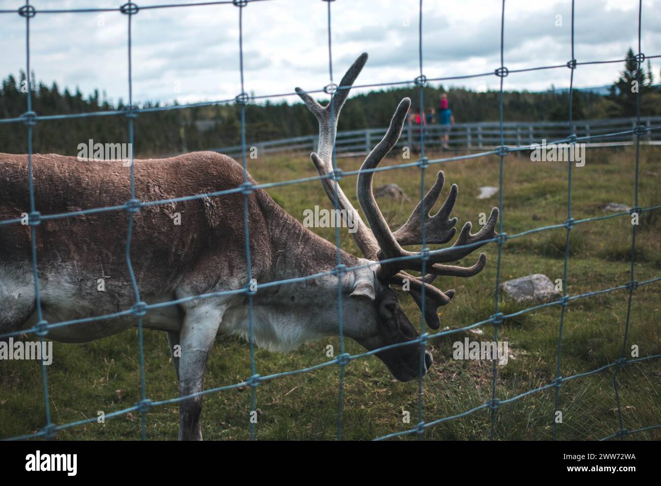 Caribou al Parco naturale Salmonier Foto Stock