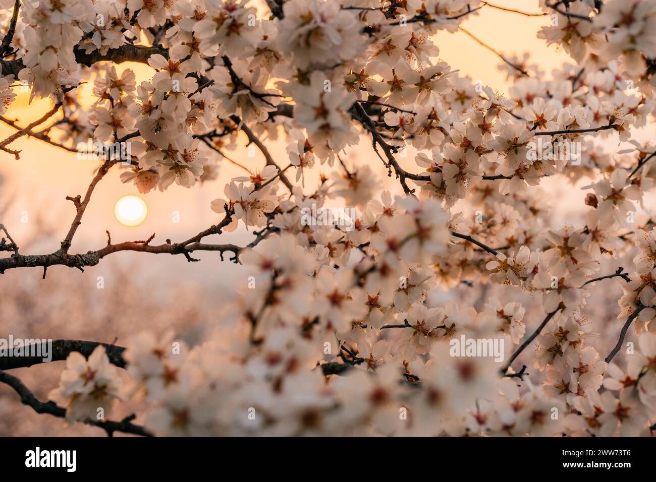 Rami di alberi bianchi e tetti rossi all'alba Foto Stock