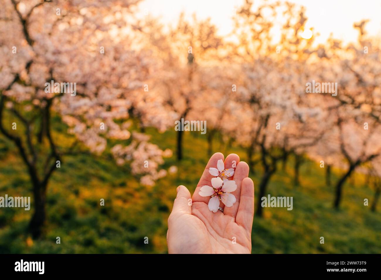 Delicati fiori di mandorla per mano di una giovane donna Foto Stock