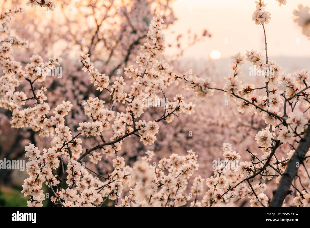 Rami di alberi in fiore rosa e tetti rossi all'alba Foto Stock