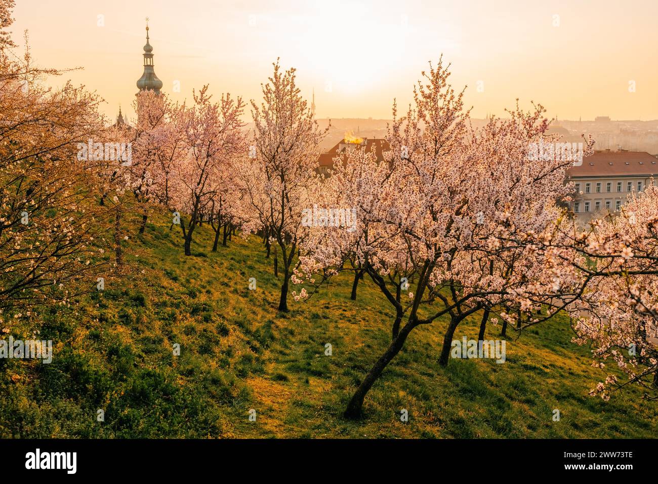 Giardino di alberi in fiore rosa e tetti rossi all'alba a Praga Foto Stock