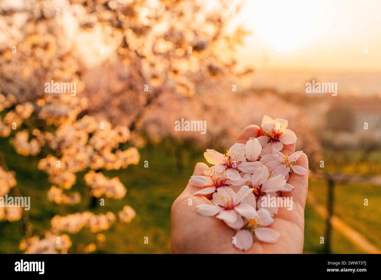 Fiori rosa sulla mano di una giovane donna, alba a Praga Foto Stock