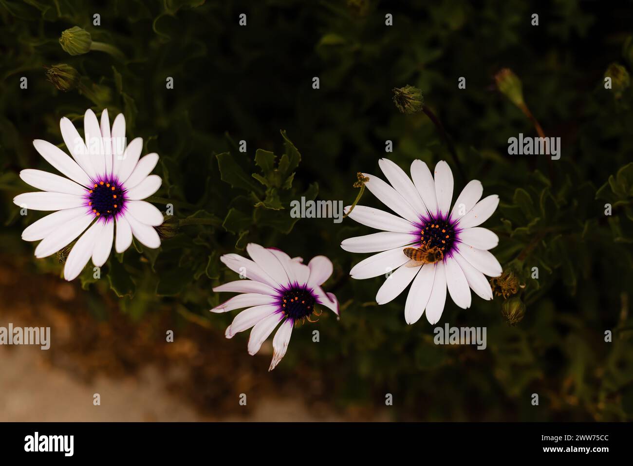 Margherite viola e lavanda con bumblebee Foto Stock