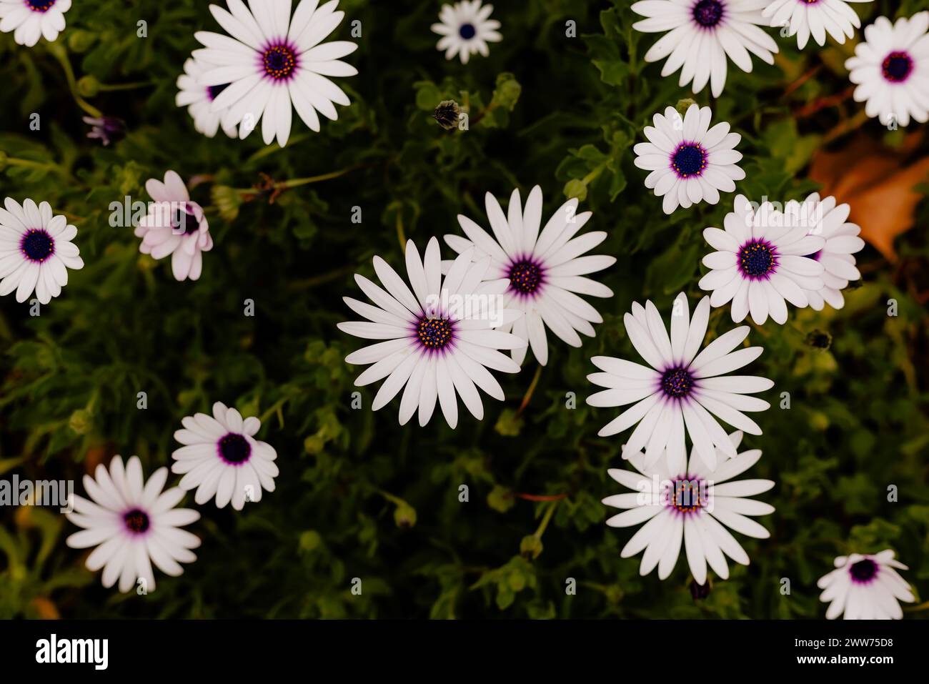Margherite africane bianche e viola con centri viola e vegetazione Foto Stock