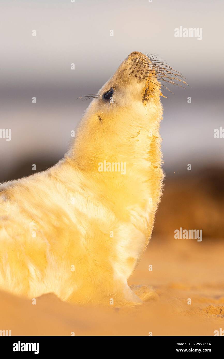 Un cucciolo di foca grigia al sole della mattina presto sulla spiaggia di Norfolk, Regno Unito. Foto Stock