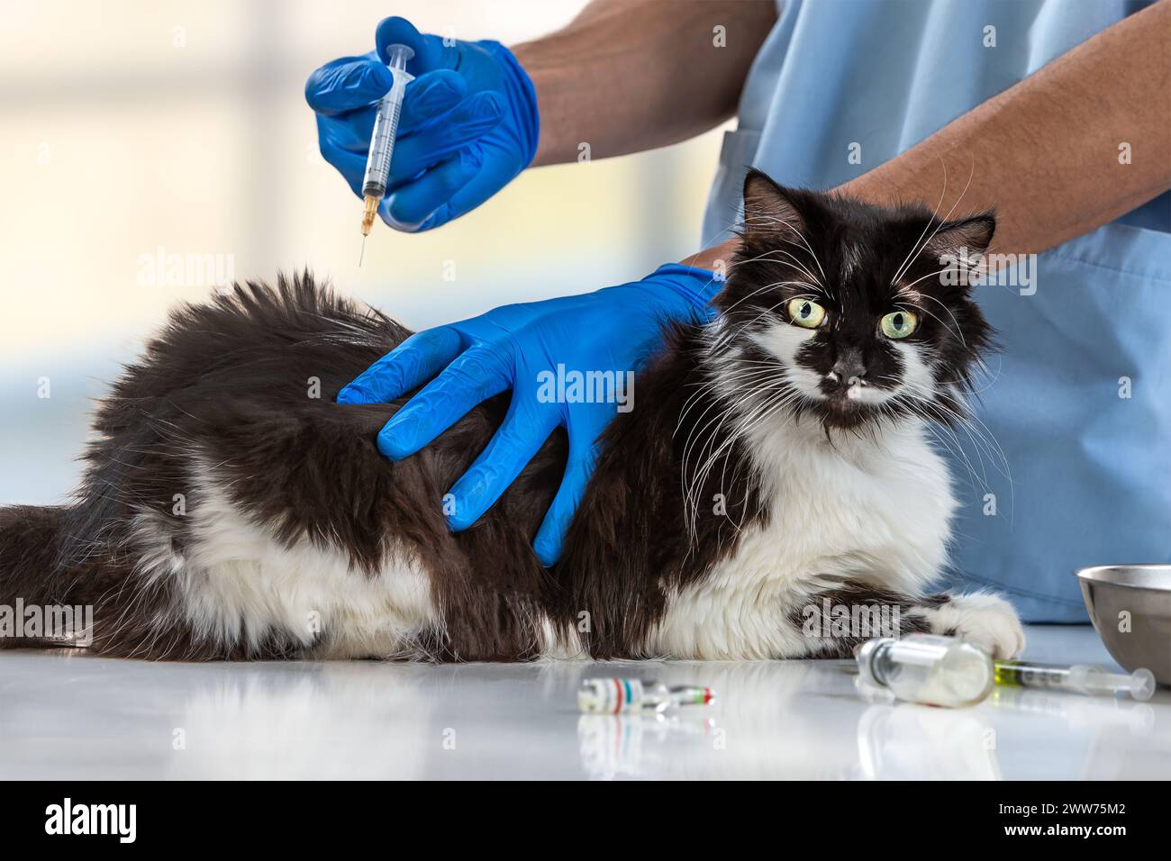 Gatto sottoposto a vaccinazione. Foto Stock