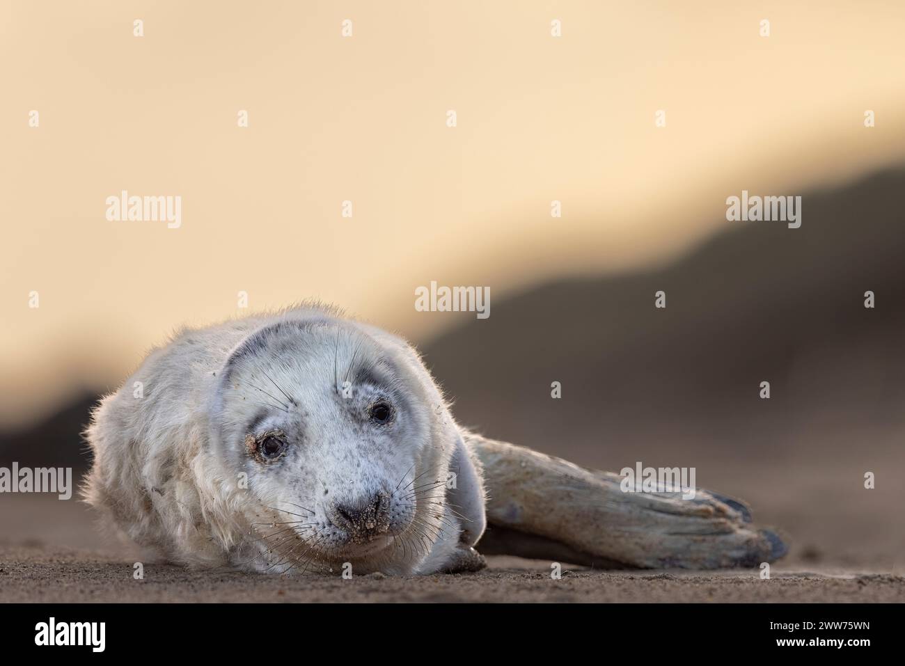 Un cucciolo di foca grigia sulla spiaggia all'alba, Norfolk, Regno Unito. Foto Stock
