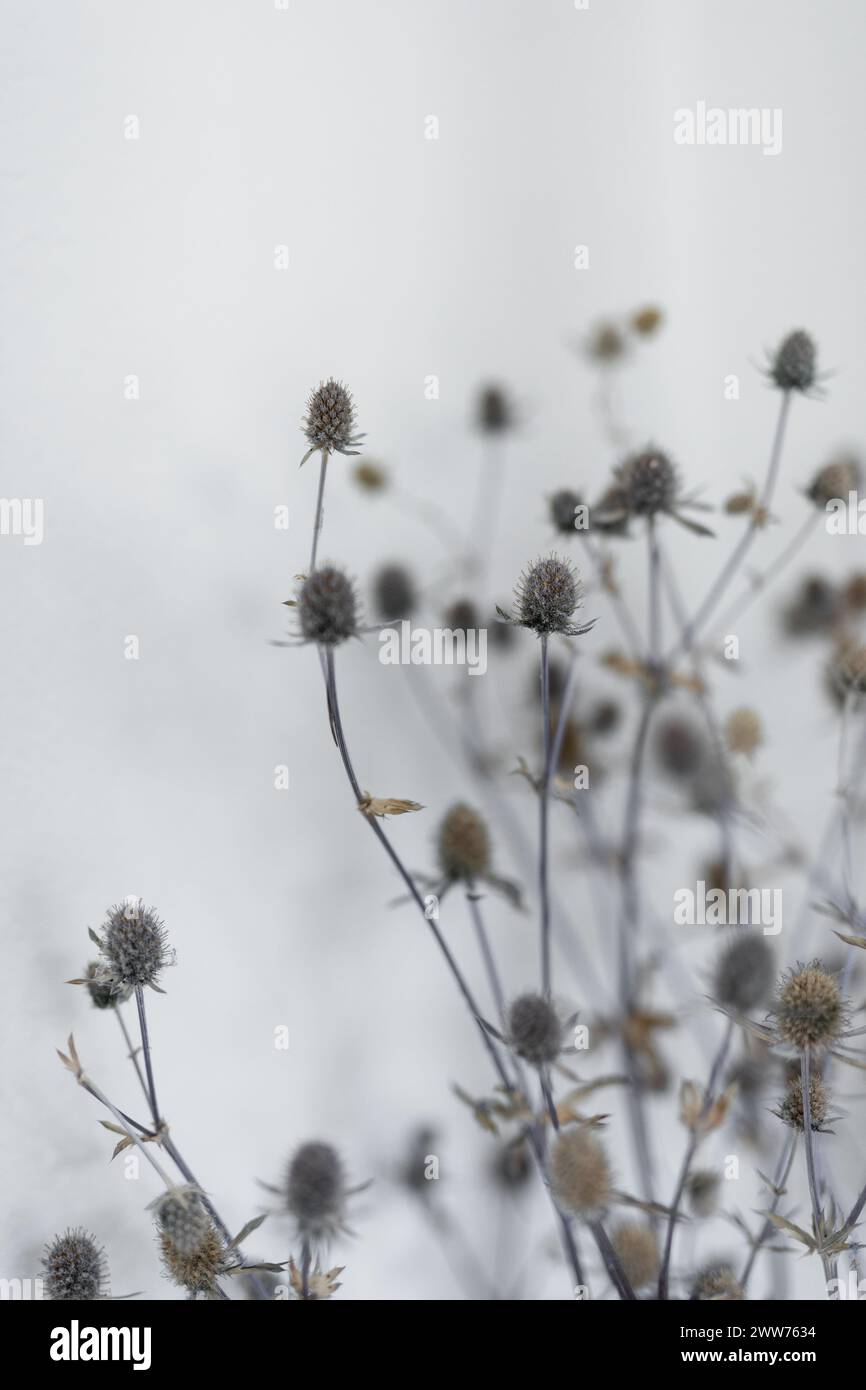 Primo piano di un Fiore di Cardo essiccato su sfondo bianco Foto Stock