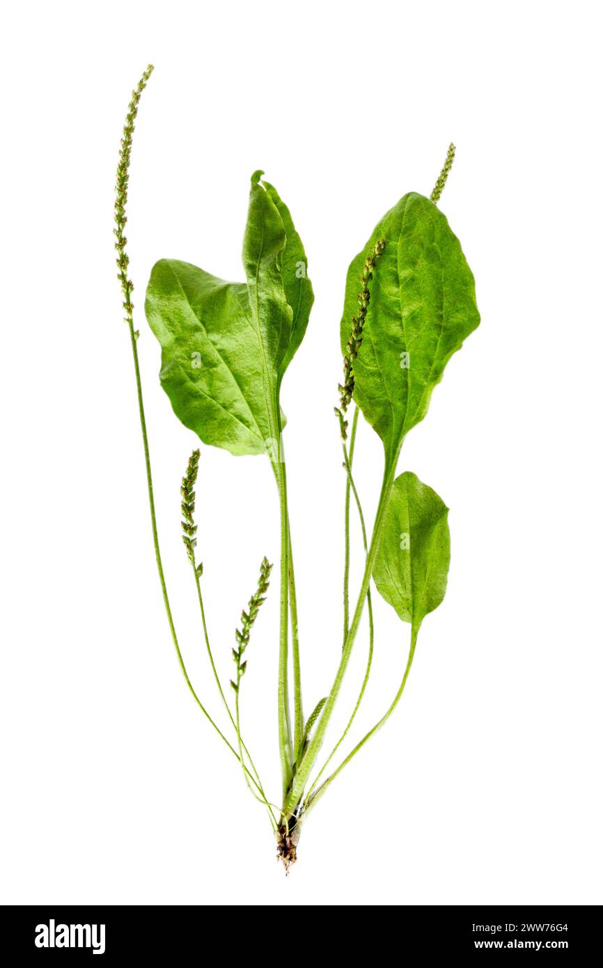 Plantago lanceolata, la piantagione lanceolata è una pianta erbacea perenne della famiglia delle Plantaginaceae. Foto Stock