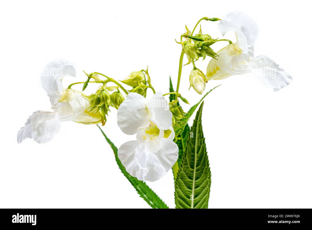 Il balsamo dell'Himalaya, impatiens glandulifera, è una specie di pianta in fiore della famiglia delle Balsaminaceae. Foto Stock
