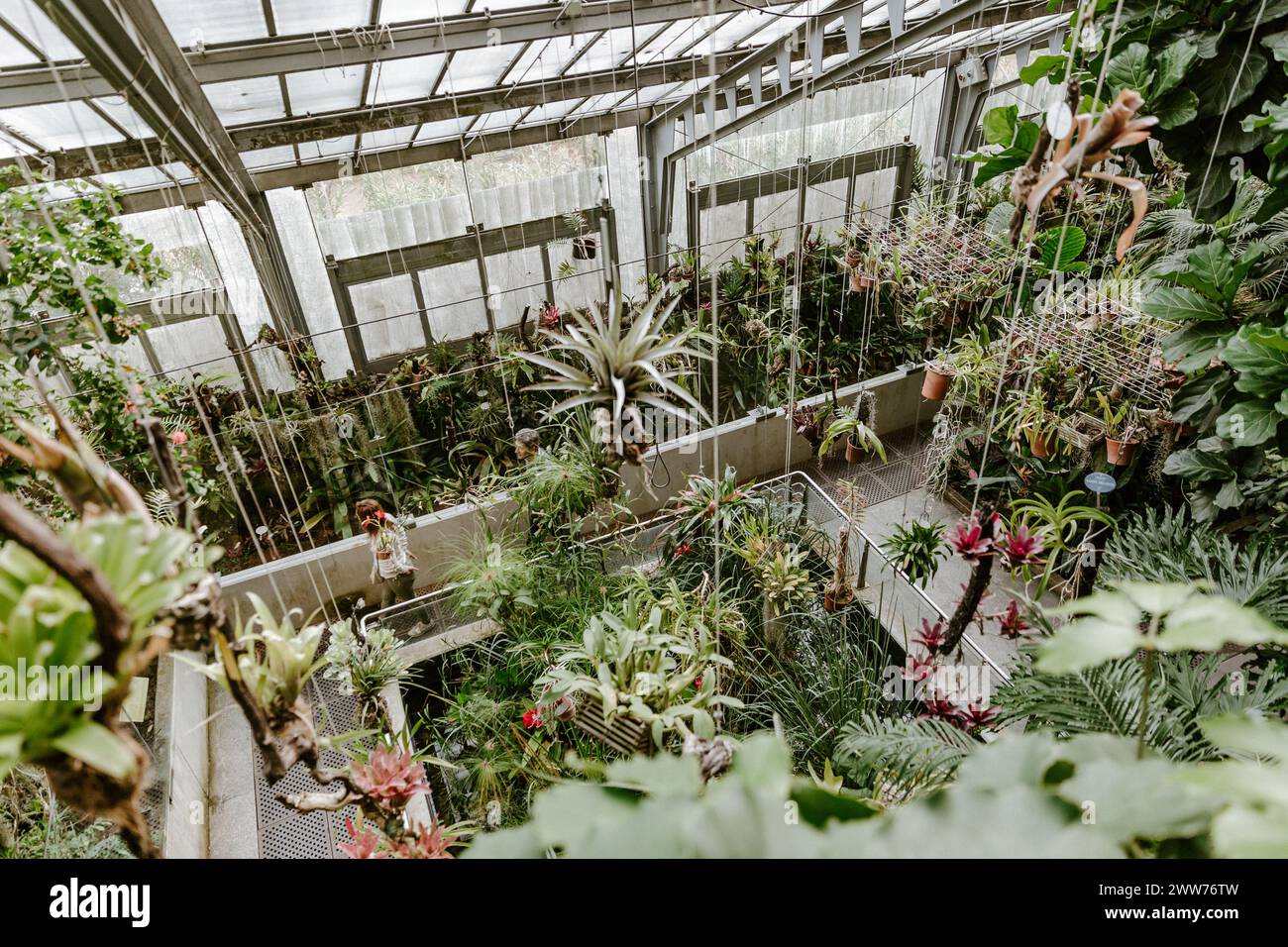 Abbondante serra piena di vita vegetale diversificata Foto Stock