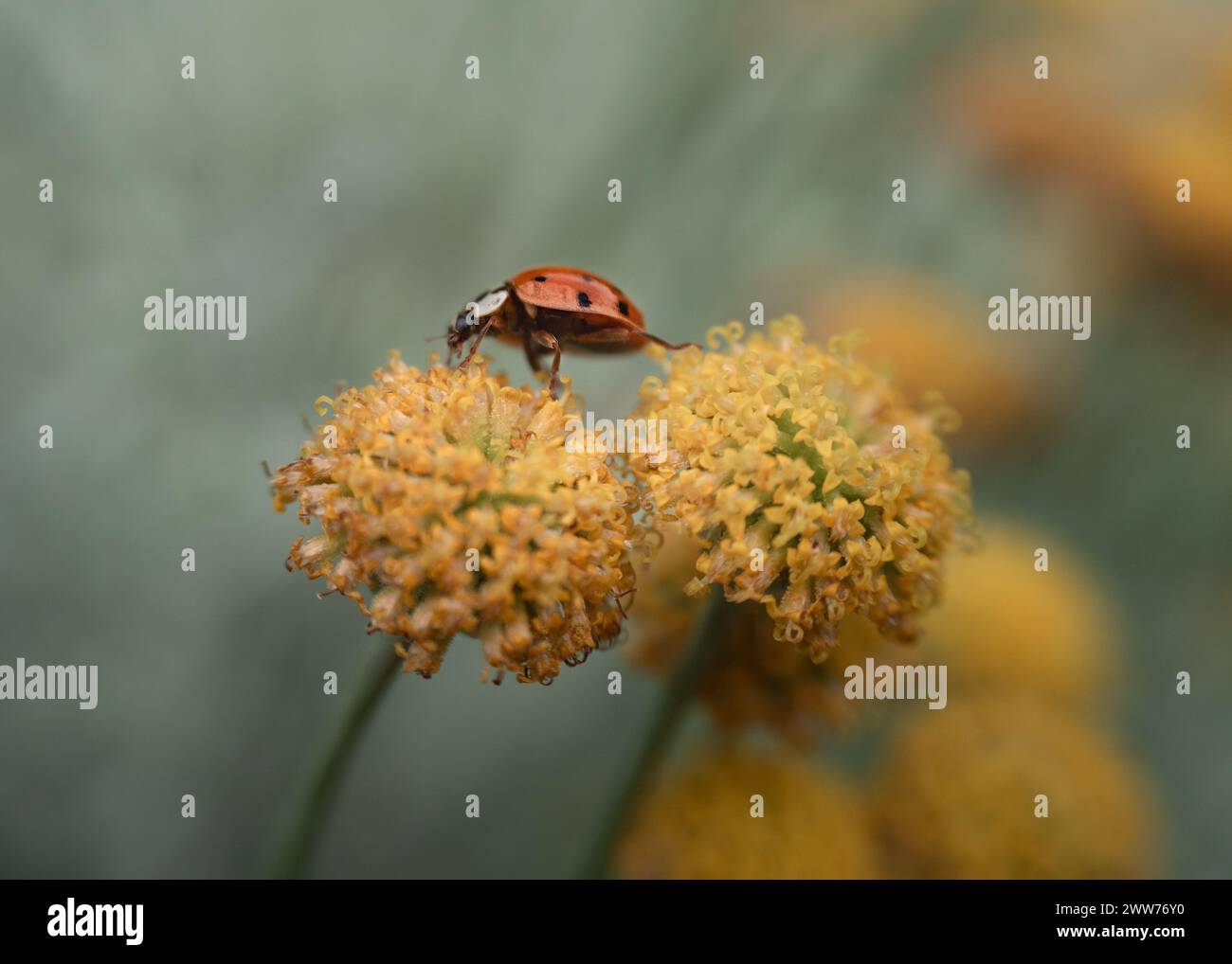 Coccinello, macro, fiori, botanico, forale, insetti, flora, natura Foto Stock