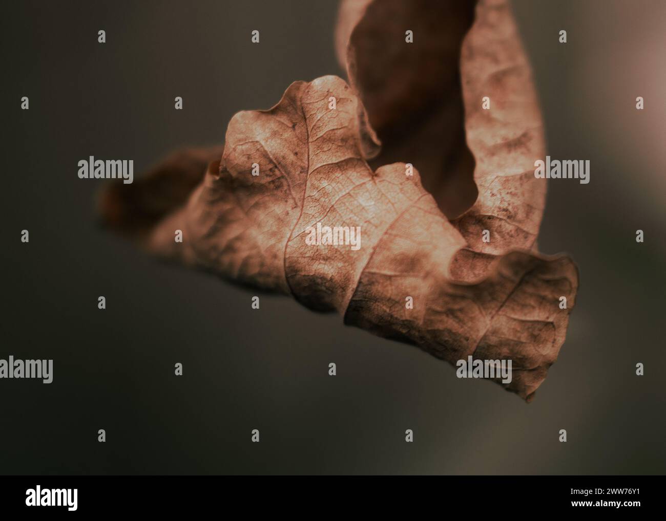 Macro, natura, autunno, autunno, foglie, foglie, umore, botanico, dettagli Foto Stock