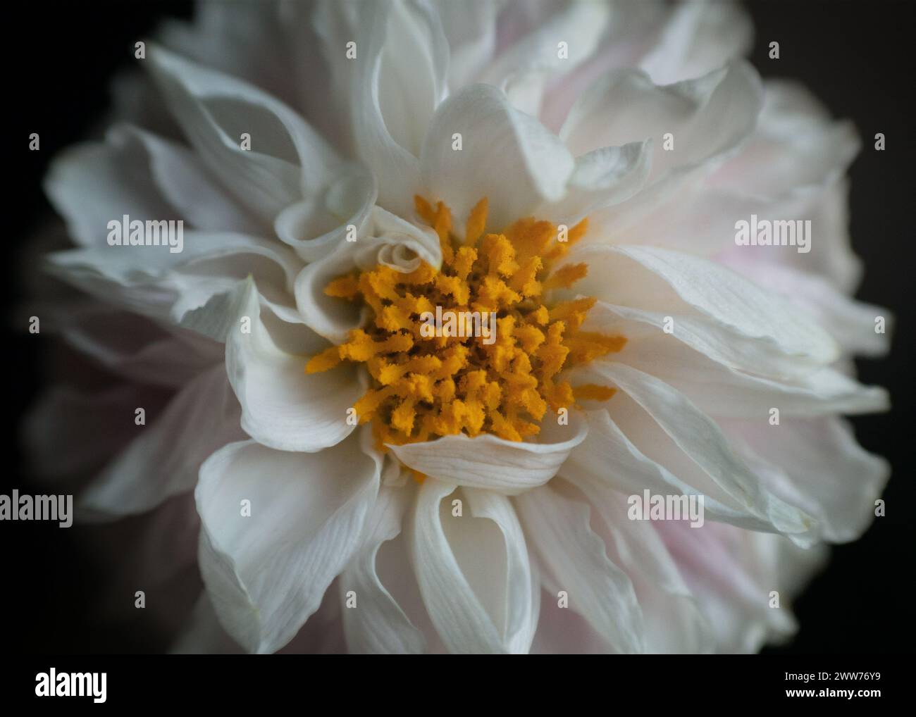 Dahlia, macro, fiori, botanica, forala, flora, natura, petali Foto Stock