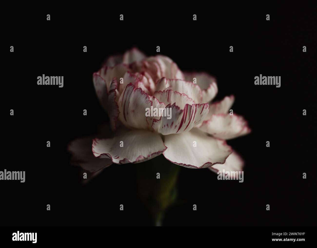 Macro, fiori, botanica, forala, flora, natura, dettagli, petali Foto Stock