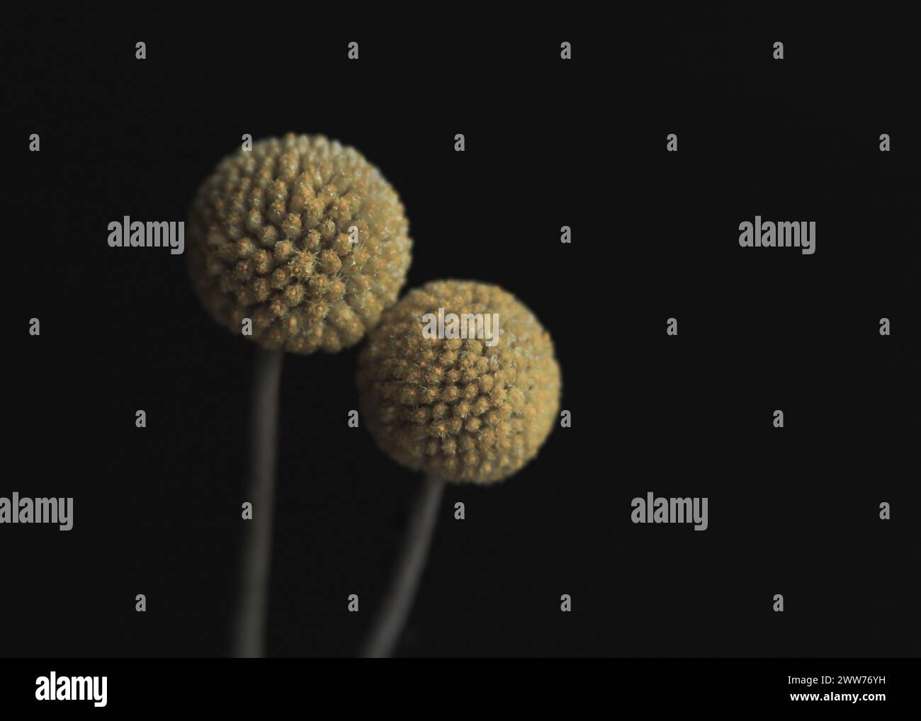 Macro, fiori, botanica, forala, flora, natura, umore, umore Foto Stock