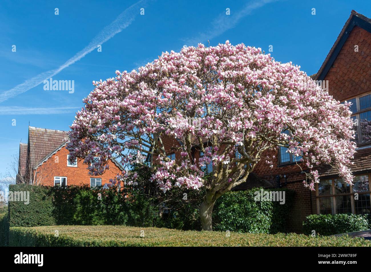 Albero di magnolia rosa in piena fioritura nel giardino anteriore di una casa nel Surrey, Inghilterra, Regno Unito, durante marzo o primavera, Inghilterra, Regno Unito Foto Stock