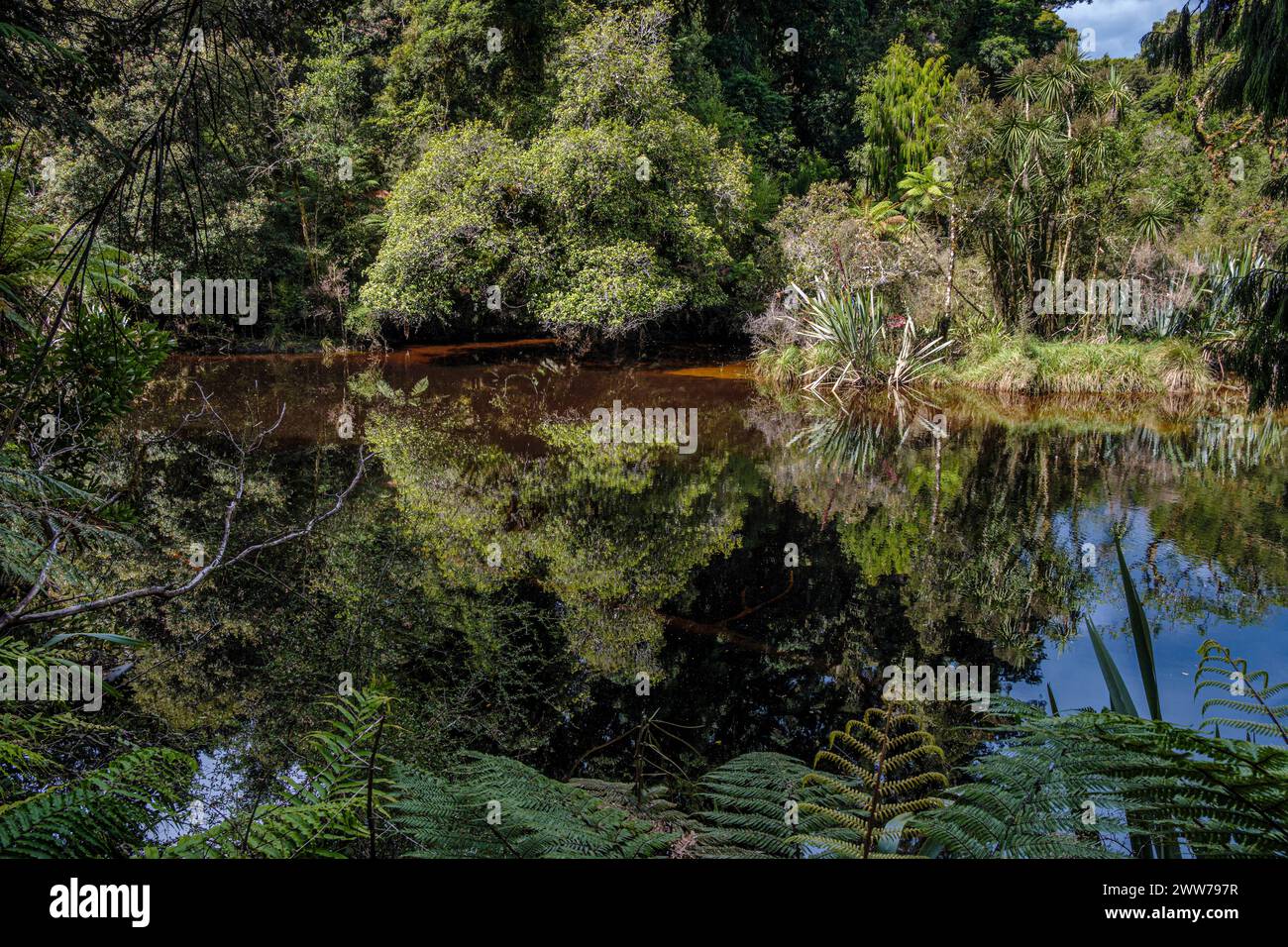 Riflessi nell'acqua visti dalla passeggiata nella foresta paludosa di kahikatea, Ship Creek, vicino a Haast, South Island, nuova Zelanda Foto Stock