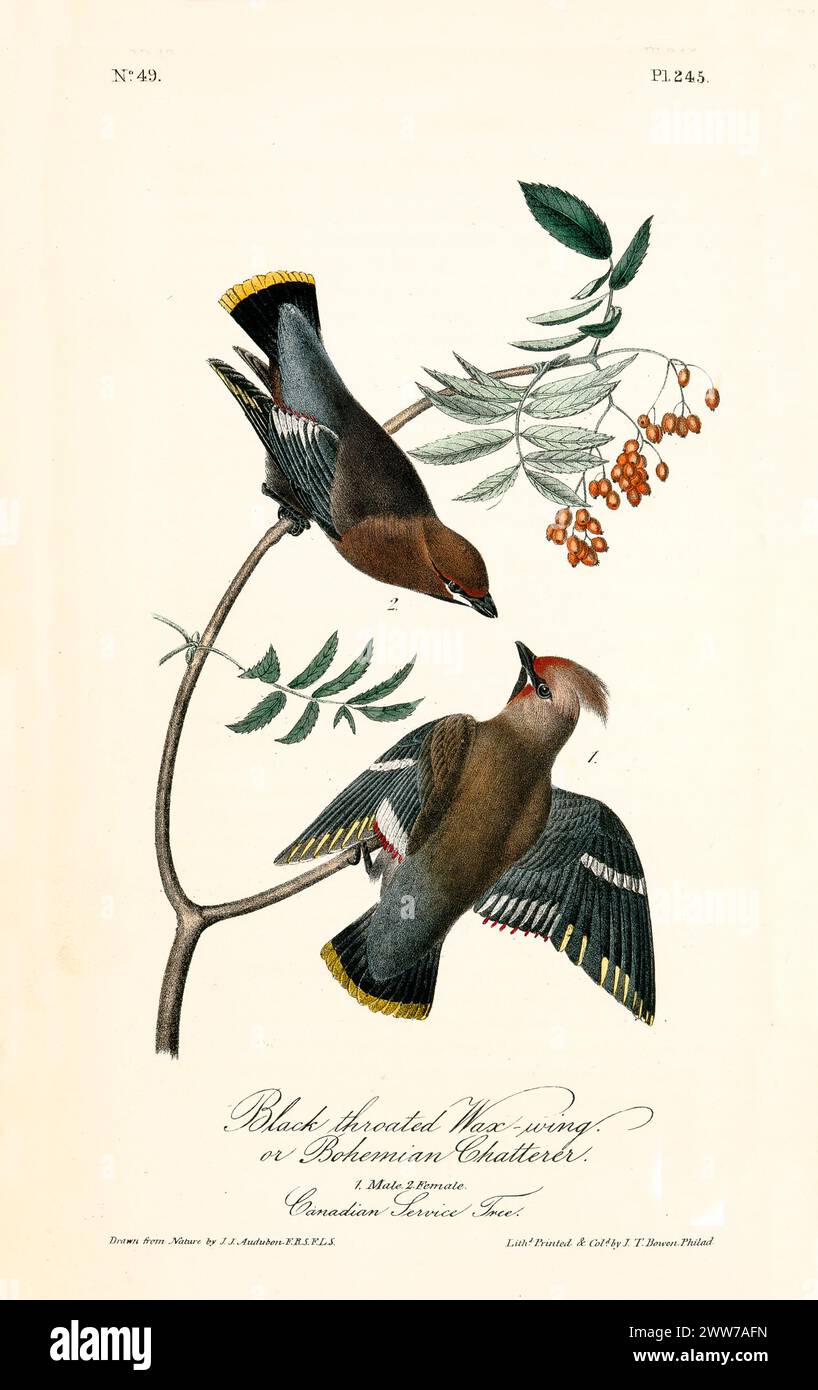 Uccelli eleganti con soffice piumaggio marrone e punte di coda gialle, catturati a metà volo su un ramo di bacca. Di J.J. Audubon: Birds of America, 1840 Foto Stock