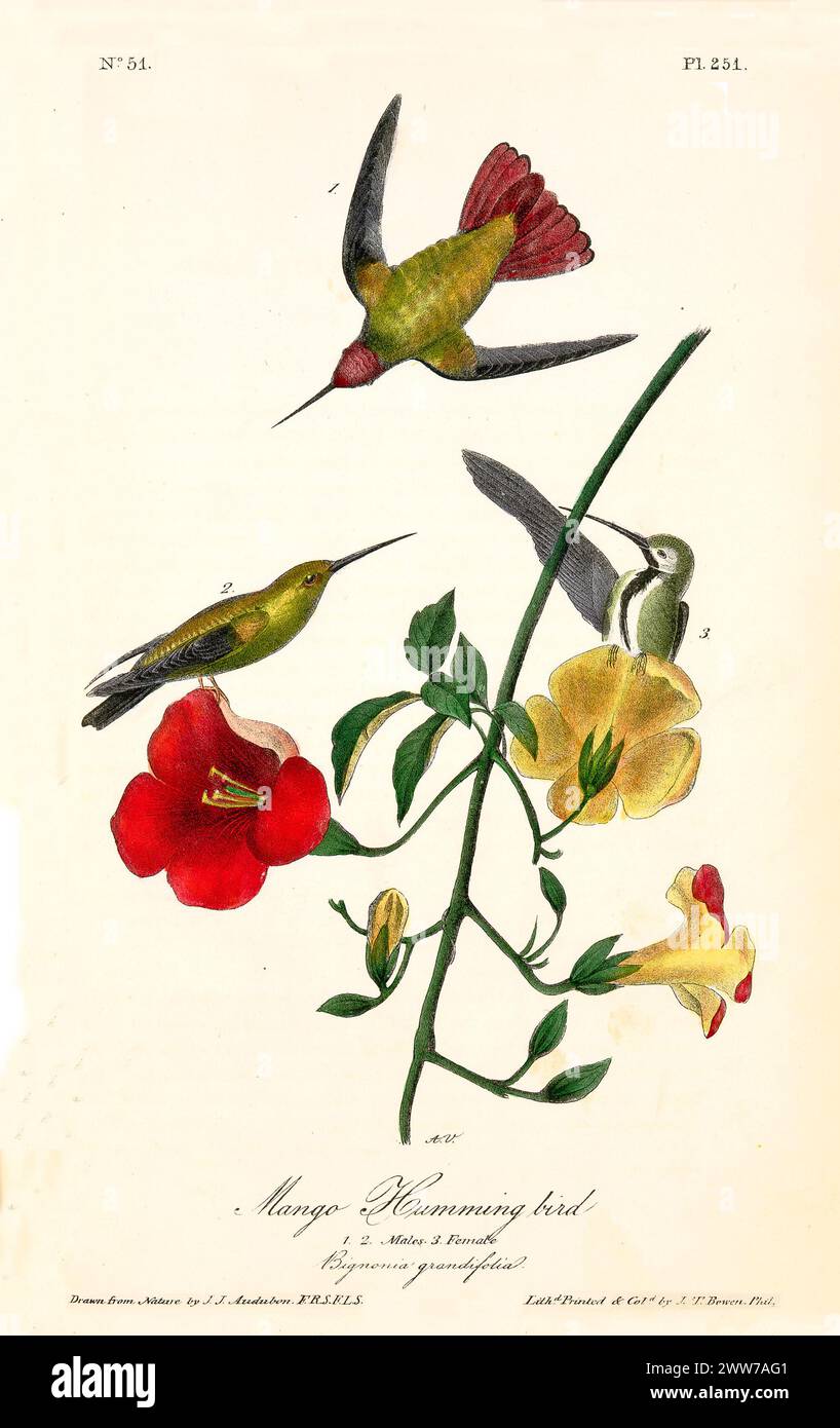 Piccoli uccelli con corpi verdi iridescenti e gola di rubino si librano vicino a fiori vivaci, pronti a metà volo. Di J.J. Audubon: Birds of America, 1840 Foto Stock